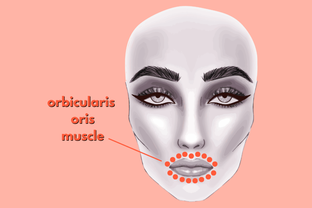 map showing orbicularis oris muscle around mouth