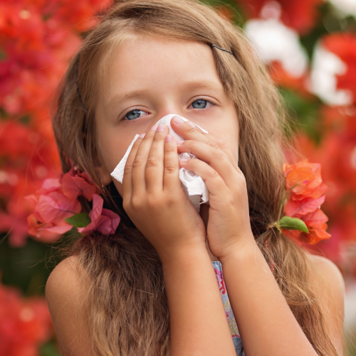 Young girl sneezes due to seasonal allergies with tissue covering her nose. She has red flowers in her hair and red flowers are in the background.